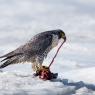 Falco pellegrino - Peregrine falcon (Falco peregrinus)