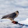 Falco pellegrino - Peregrine falcon (Falco peregrinus)