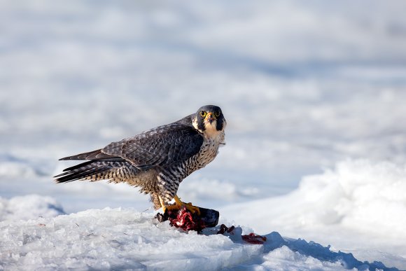 Falco pellegrino - Peregrine falcon (Falco peregrinus)