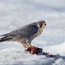 Falco pellegrino - Peregrine falcon (Falco peregrinus)