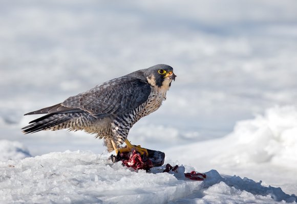 Falco pellegrino - Peregrine falcon (Falco peregrinus)