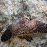 Gheppio - Kestrel (Falco tinnunculus)