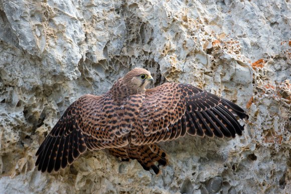 Gheppio - Kestrel (Falco tinnunculus)