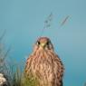 Gheppio - Kestrel (Falco tinnunculus)