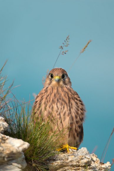 Gheppio - Kestrel (Falco tinnunculus)