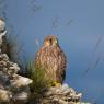 Gheppio - Kestrel (Falco tinnunculus)