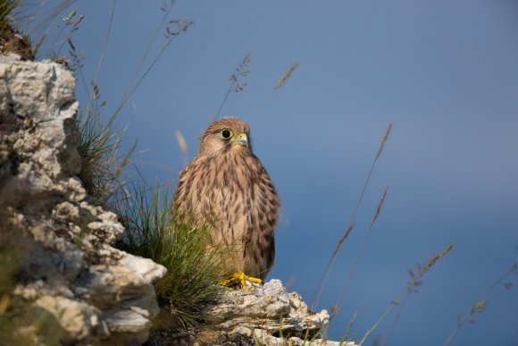 Gheppio - Kestrel (Falco tinnunculus)