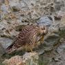 Gheppio - Kestrel (Falco tinnunculus)