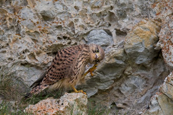 Gheppio - Kestrel (Falco tinnunculus)