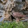 Gheppio - Kestrel (Falco tinnunculus)