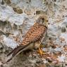 Gheppio - Kestrel (Falco tinnunculus)