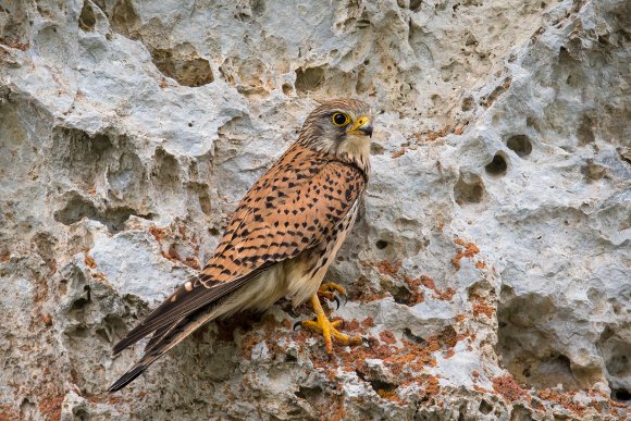 Gheppio - Kestrel (Falco tinnunculus)