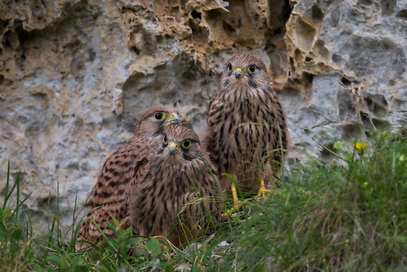 Gheppio - Kestrel (Falco tinnunculus)