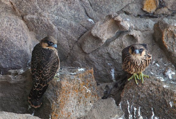 Eleonora's falcon (Falco eleonorae)