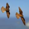 Eleonora's falcon (Falco eleonorae)