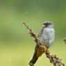 Falco cuculo - Red footed falcon (Falco vespertinus)