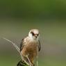 Falco cuculo - Red footed falcon (Falco vespertinus)