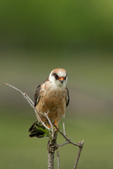 Falco cuculo - Red footed falcon (Falco vespertinus)