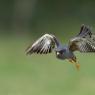 Falco cuculo - Red footed falcon (Falco vespertinus)