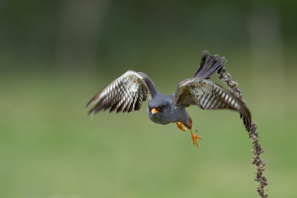 Falco cuculo - Red footed falcon (Falco vespertinus)