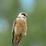 Falco cuculo - Red footed falcon (Falco vespertinus)