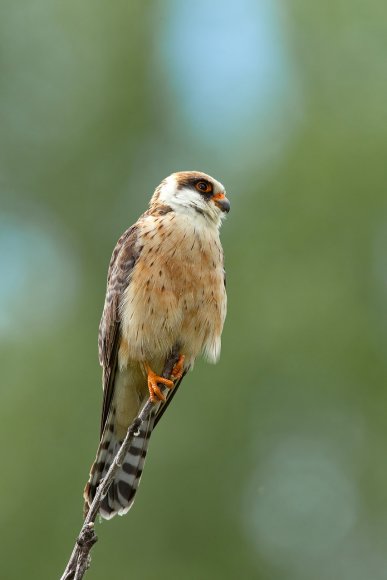 Falco cuculo - Red footed falcon (Falco vespertinus)