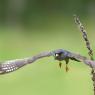 Falco cuculo - Red footed falcon (Falco vespertinus)