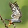 Falco cuculo - Red footed falcon (Falco vespertinus)