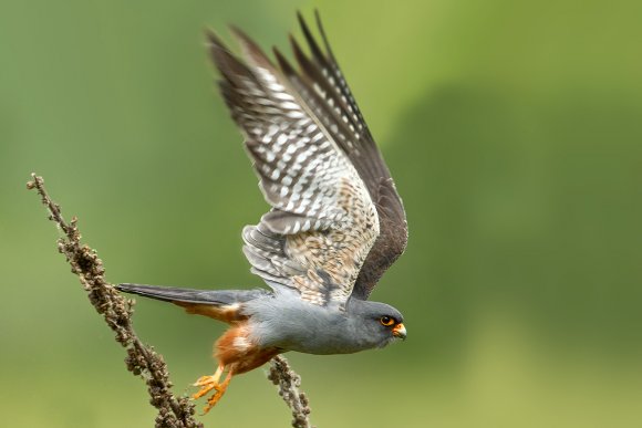 Falco cuculo - Red footed falcon (Falco vespertinus)