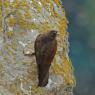 Eleonora's falcon (Falco eleonorae)