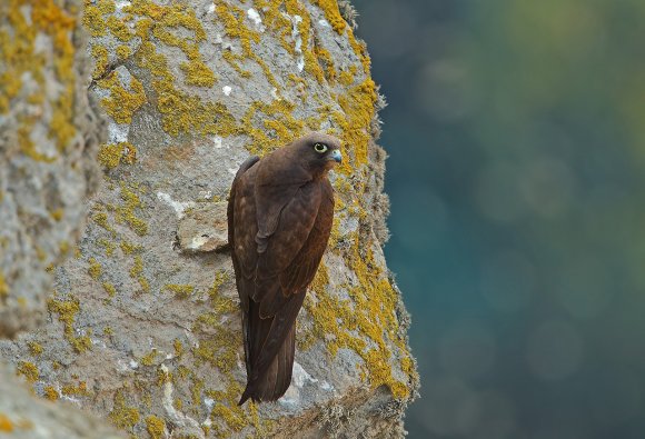 Eleonora's falcon (Falco eleonorae)