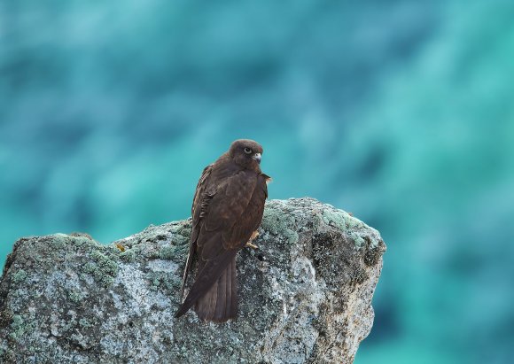Eleonora's falcon (Falco eleonorae)