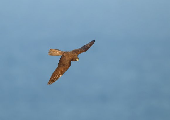 Eleonora's falcon (Falco eleonorae)