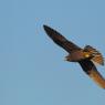 Eleonora's falcon (Falco eleonorae)