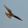 Eleonora's falcon (Falco eleonorae)