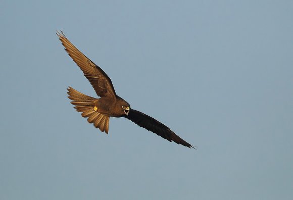 Eleonora's falcon (Falco eleonorae)