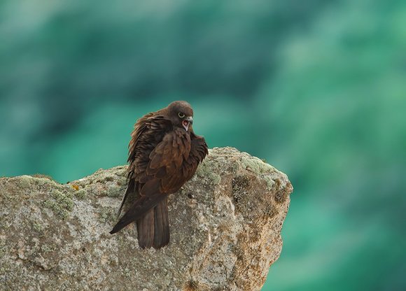 Eleonora's falcon (Falco eleonorae)