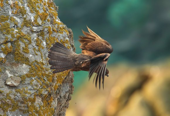 Eleonora's falcon (Falco eleonorae)