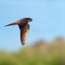 Falco lodolaio - Eurasian hobby (Falco subbuteo)