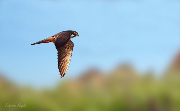 Falco lodolaio - Eurasian hobby (Falco subbuteo)