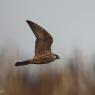 Falco pellegrino - Peregrine falcon (Falco peregrinus) 