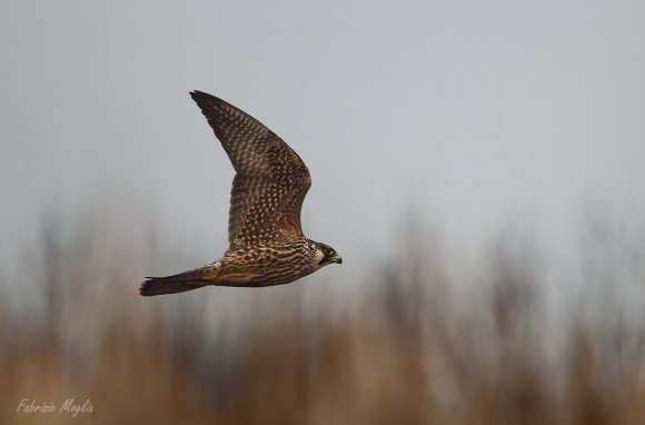 Falco pellegrino - Peregrine falcon (Falco peregrinus) 