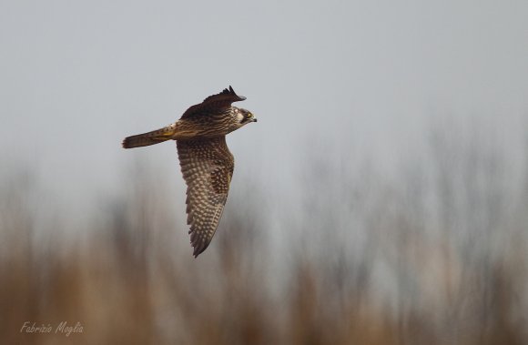 Falco pellegrino - Peregrine falcon (Falco peregrinus) 