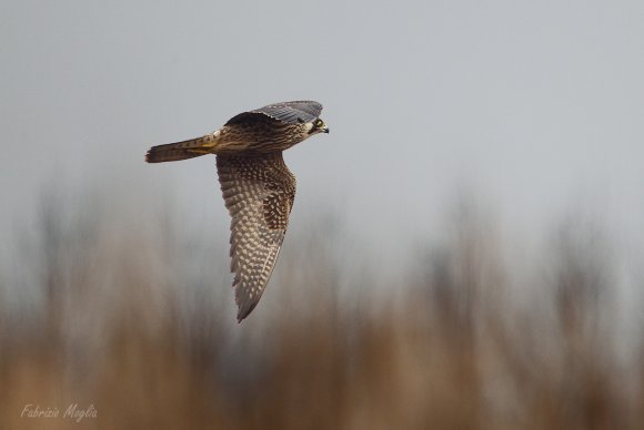 Falco pellegrino - Peregrine falcon (Falco peregrinus) 