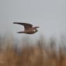 Falco pellegrino - Peregrine falcon (Falco peregrinus) 