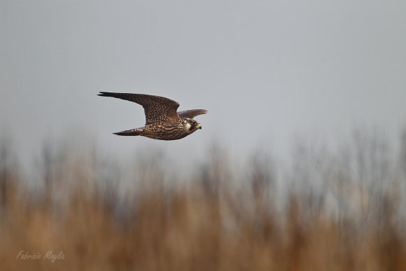Falco pellegrino - Peregrine falcon (Falco peregrinus) 