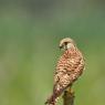 Gheppio - Kestrel (Falco tinnunculus)