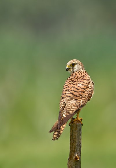 Gheppio - Kestrel (Falco tinnunculus)