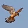 Gheppio - Kestrel (Falco tinnunculus)