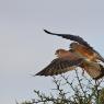 Grillaio - Lesser kestrel (Falco naumanni)